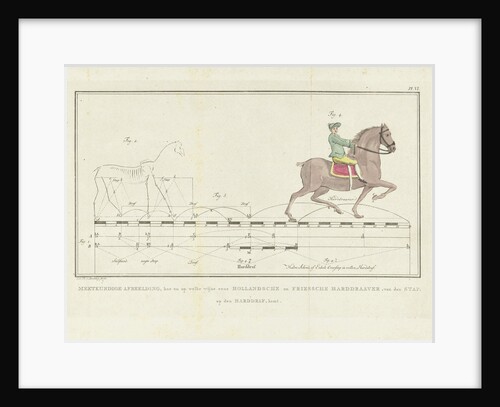 Horse step trot with distances yardstick by Johannes le Francq van Berkhey