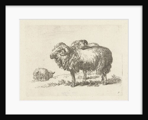 Two rams and a sheep by Anonymous