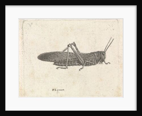 Grasshopper by Pieter Lyonet