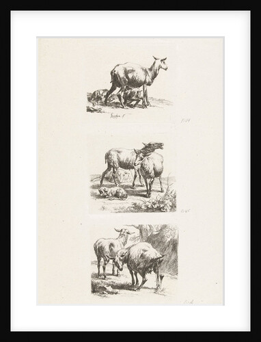 Standing sheep and pissing ewe by Anonymous