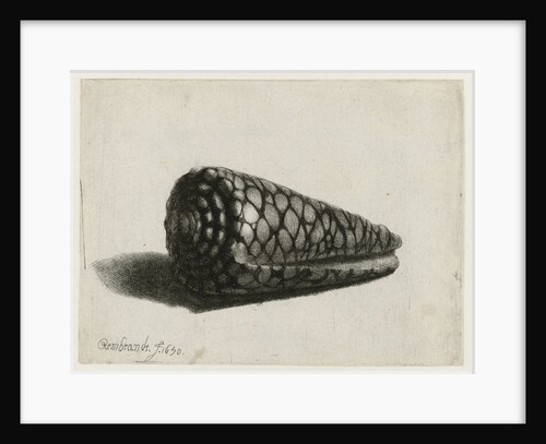 The Shell (Conus marmoreus) by Rembrandt Harmensz. van Rijn