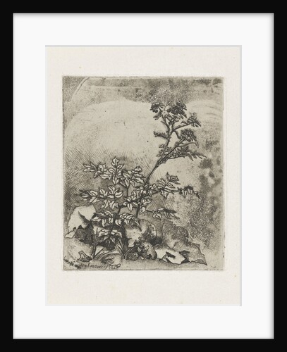 Two plants and a frog by Martinus Antonius Kuytenbrouwer Jr