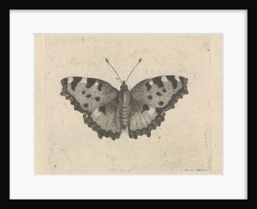 Butterfly by Pieter Lyonet