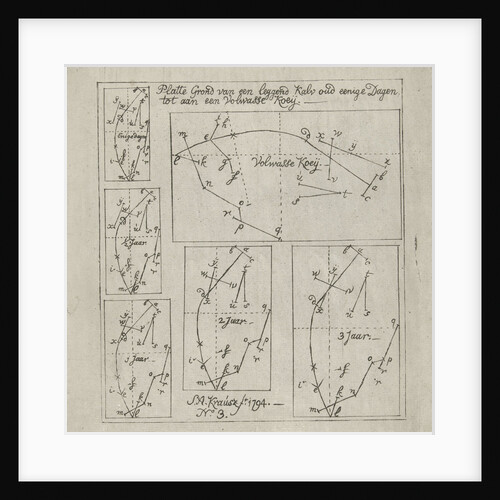 Schematic representation of lying cows of different ages by Simon Andreas Krausz