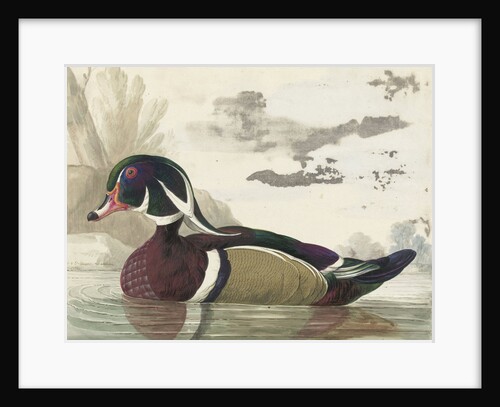 Carolina duck by Gerrit van den Heuvel