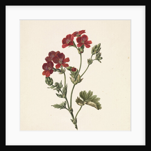 Red flower by M. de Gijselaar