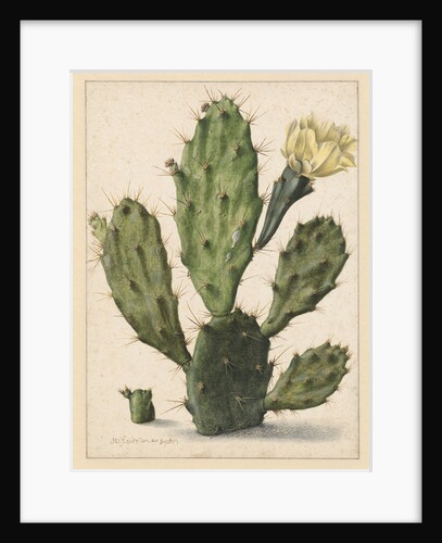 Pear Cactus in Bloom by Herman Saftleven