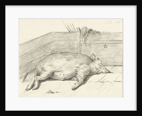 Pig lying by Jean Bernard