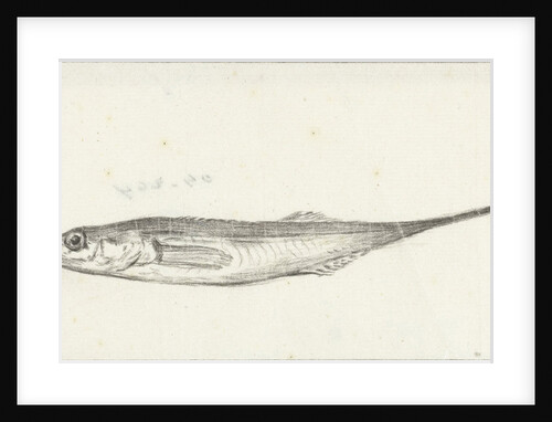 Fish by Jean Bernard