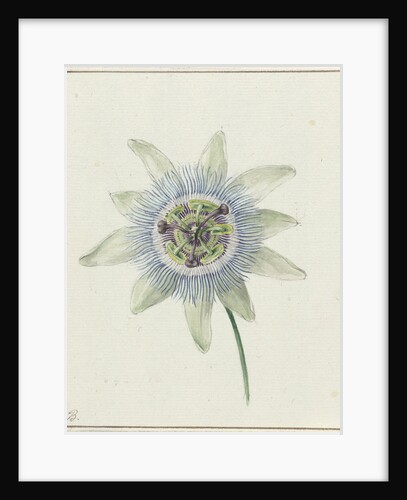 Passion Flower by Jean Bernard