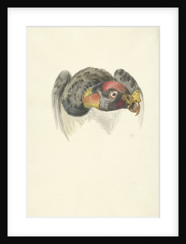 Head of a king vulture or condor (Gypagus Papa) by Circle of François Levaillant