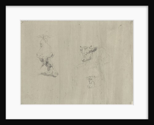 Studies of cows by Gerard Bilders