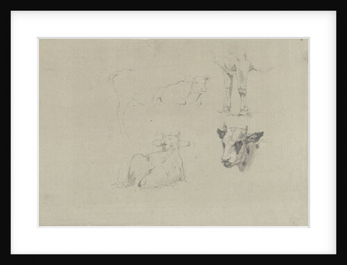 Studies of cows by Gerard Bilders