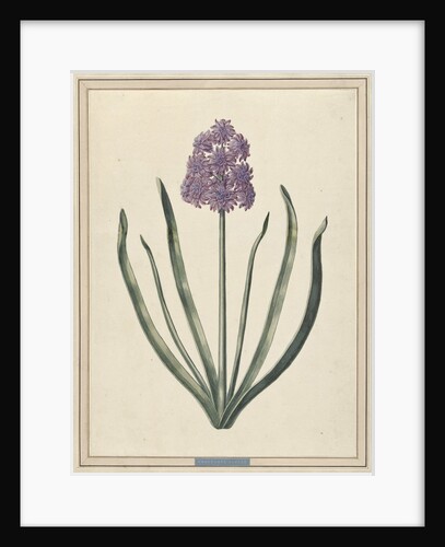 Hyacinth (Charming Violet) by F. Wijandt