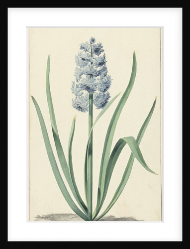 The blue hyacinth Franciscus Primus by Jan Augustini