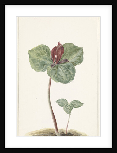 Cyclamen by Anonymous