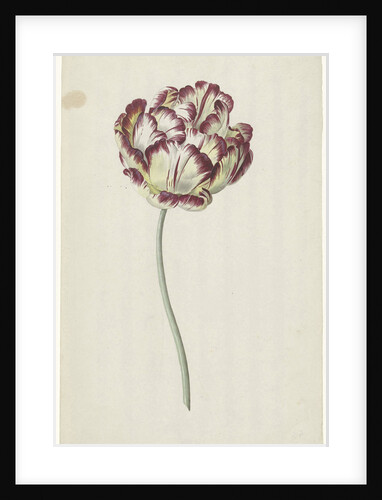 Tulip by Louis Moritz