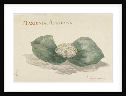 Flower Massonia Africana by Maria Geertruyd Barbiers-Snabilie