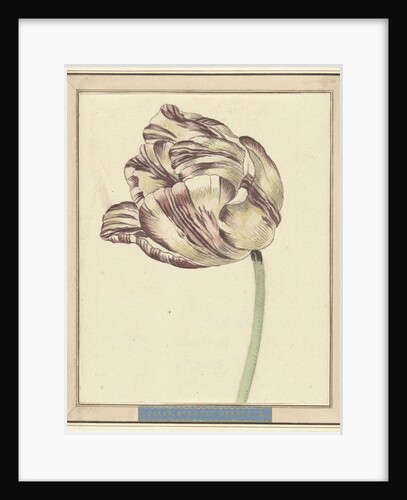 Tulip by Daniël Marot II