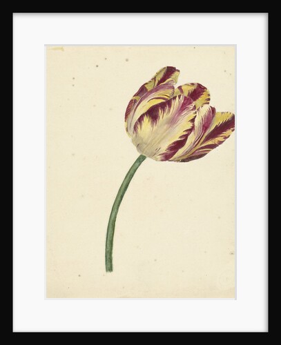 Yellow-red tulip by Anonymous
