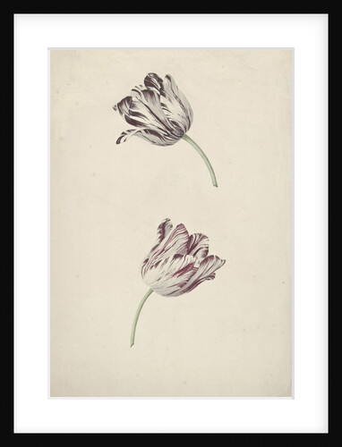 Two Red-and-white Tulips by Jan Jansz. van der Vinne