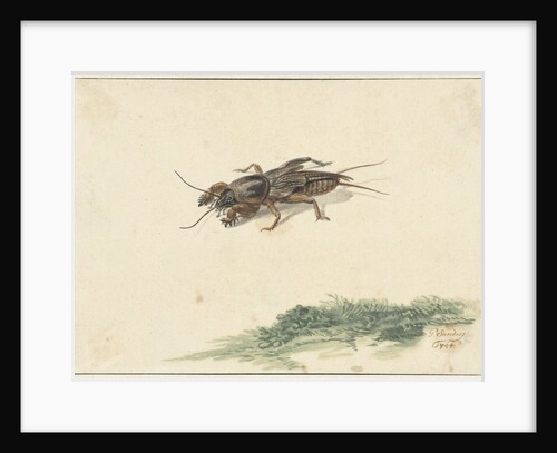 Insect by Gerard Sanders