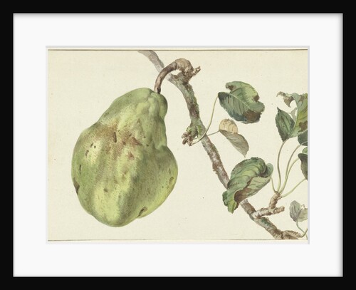 Pear on a branch by Pieter Gevers