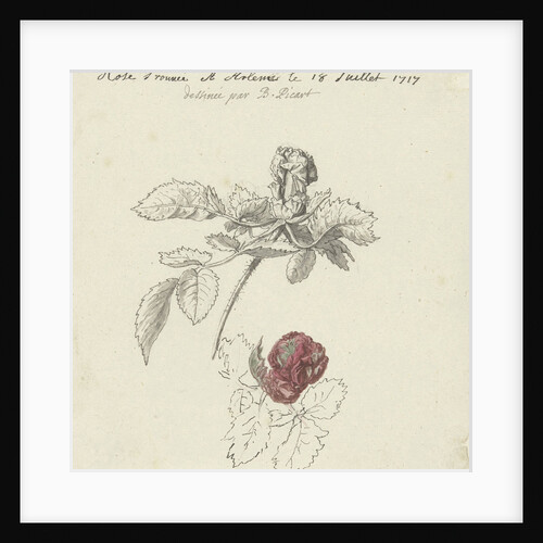Study Sheet with a rose by Bernard Picart