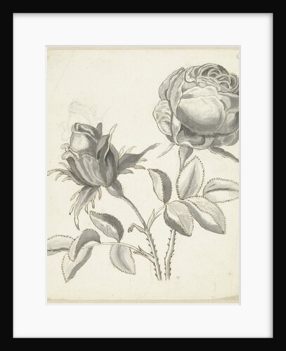 Two roses by Bernard Picart