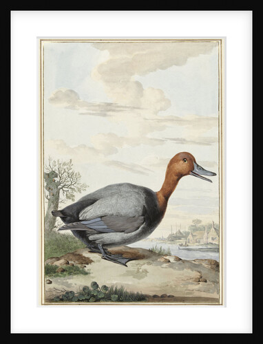 Pochard duck by Jabes Heenck