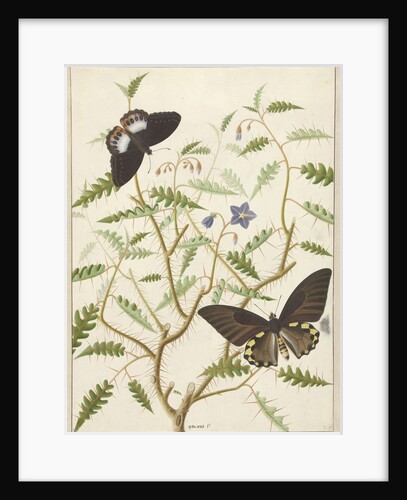 Two Exotic Butterflies on a Blooming Bush by Hermanus de Wit