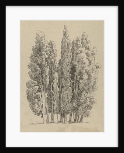 Group cypresses by Hendrik Voogd