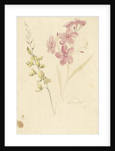 Oleander and broom by Elias van Nijmegen