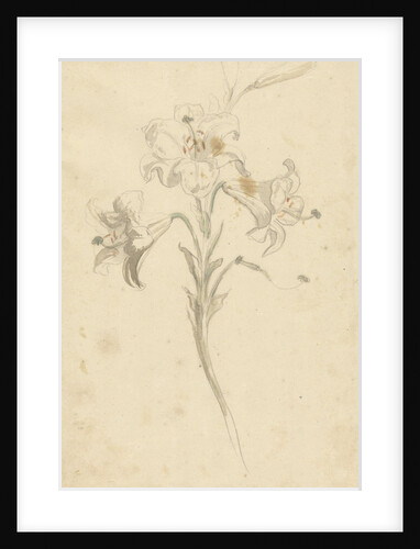 White lily by Elias van Nijmegen