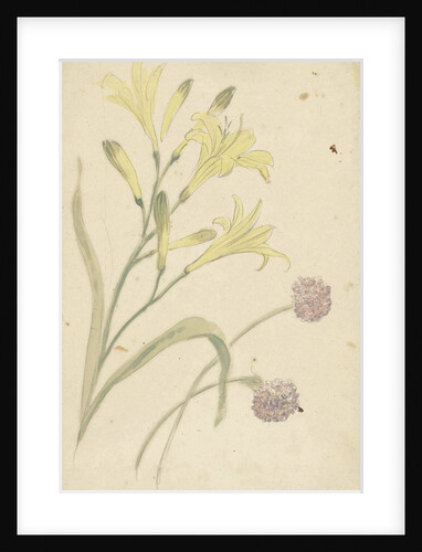 Studies Flower of a yellow lily and a blooming onion by Elias van Nijmegen