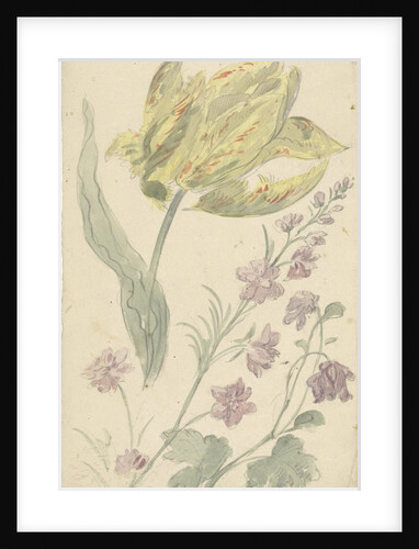Study of a yellow tulip and another plant by Elias van Nijmegen