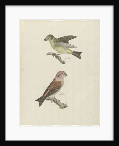 Two Crossbills by Christiaan Sepp