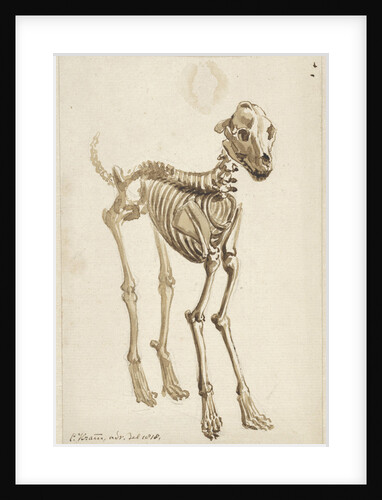 The skeleton of a dog by Christiaan Kramm
