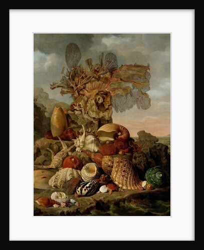 Shells and Marine Plants by Henricus Franciscus Wiertz