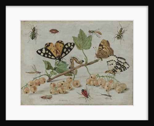 Insects and Fruit by Jan van Kessel I
