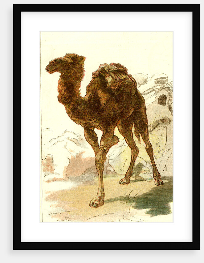 Camel 1885 Algeria by Anonymous