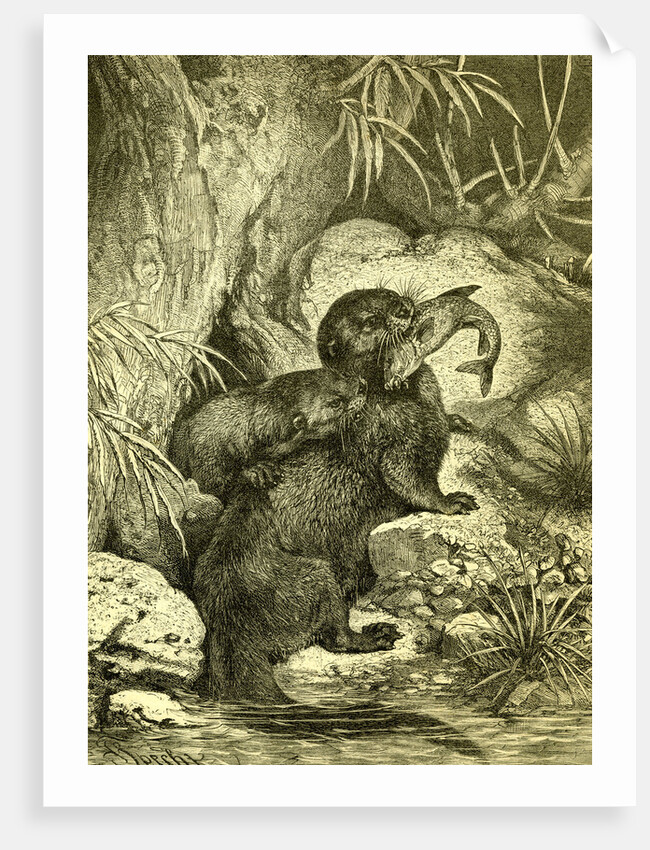 Otter 1891 Austria by Anonymous