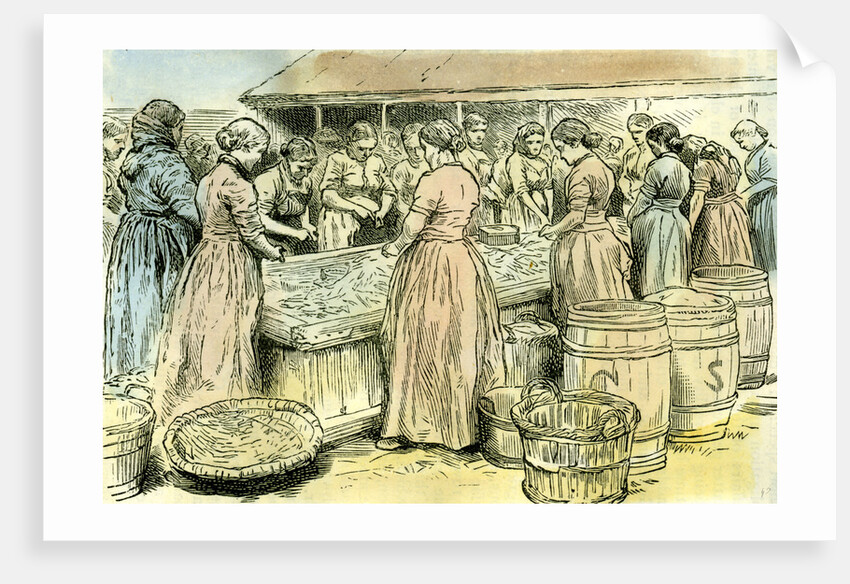 Aberdeen UK Herring Cleaners at Work 1885 by Anonymous