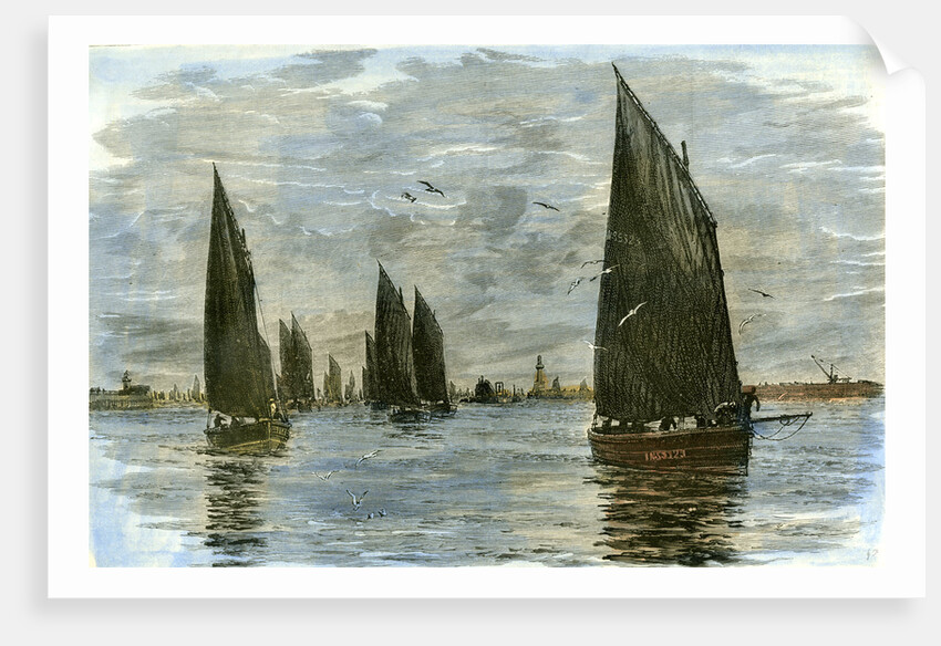 Aberdeen the Herring Fleet 1885 UK by Anonymous