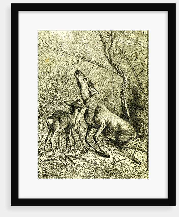 Hunt Austria 1887 by Anonymous