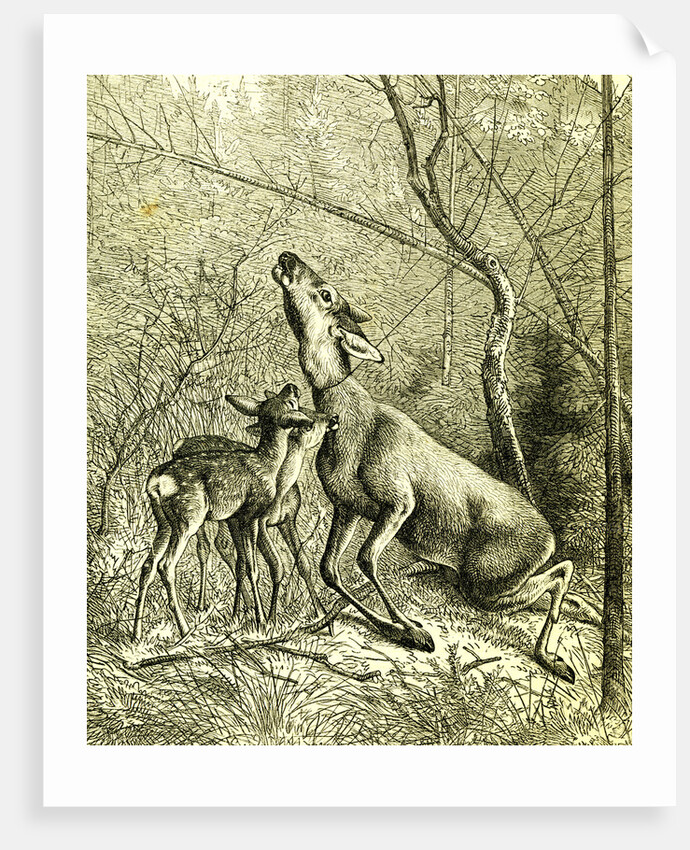 Hunt Austria 1887 by Anonymous