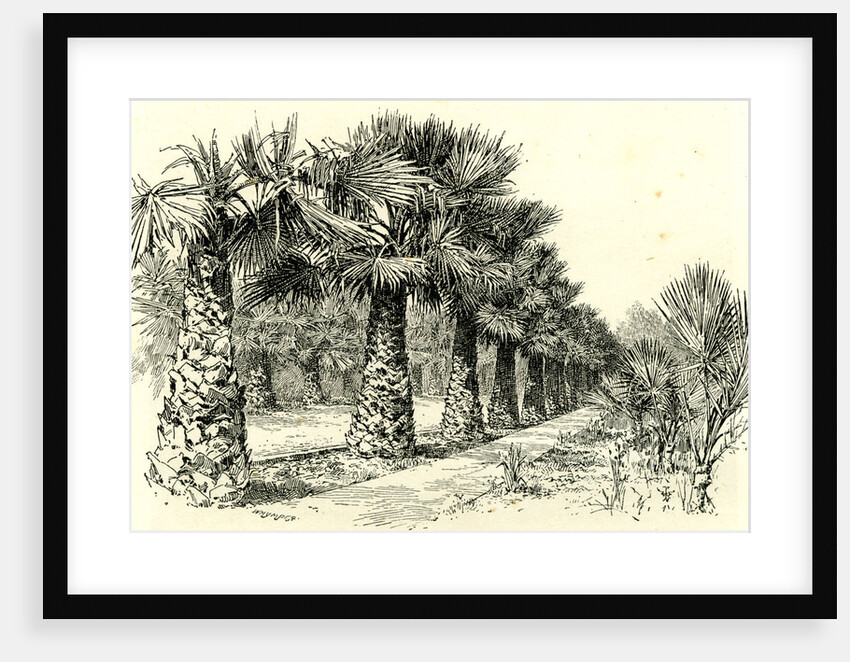 A Palm Grove in Southern California 1891 USA by Anonymous