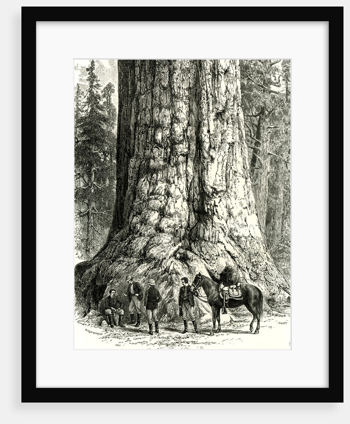 Yosemite Valley the Grizzly Giant USA 1891 by Anonymous