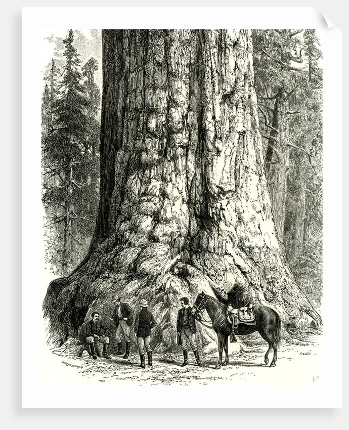 Yosemite Valley the Grizzly Giant USA 1891 by Anonymous