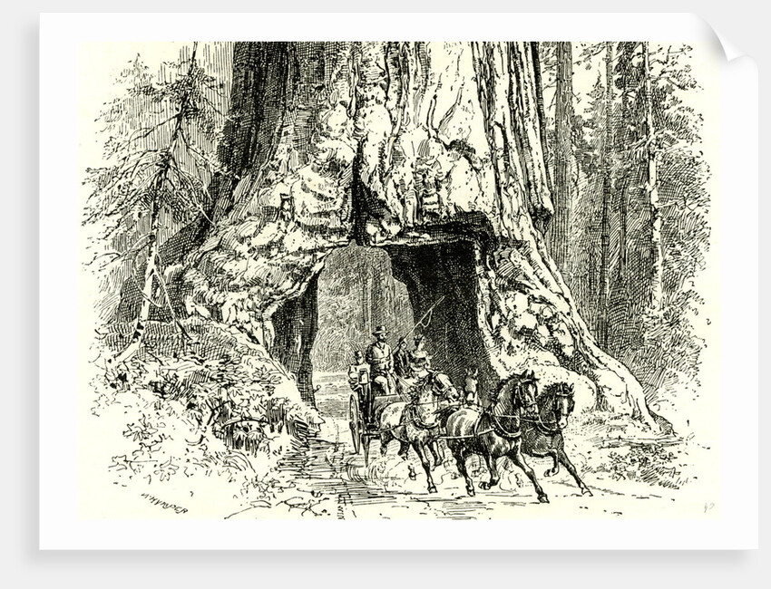 Yosemite Valley Wawona 1891 USA by Anonymous